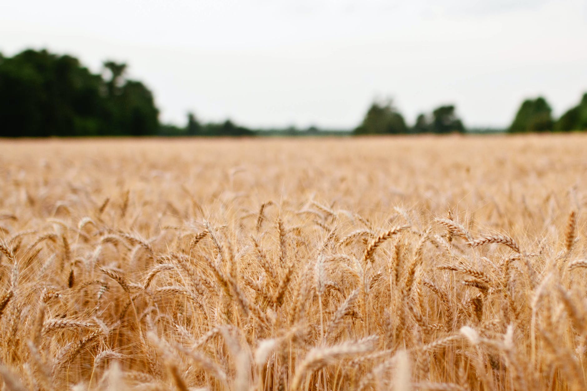 landscape-field-sonja-langford-sonja