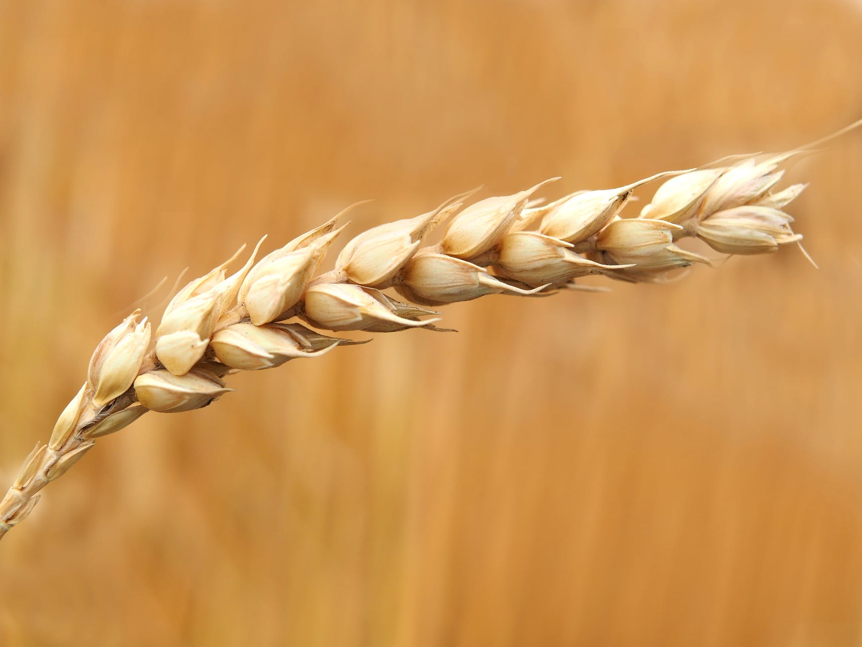 wheat-wheat-field-cereals-field-158603